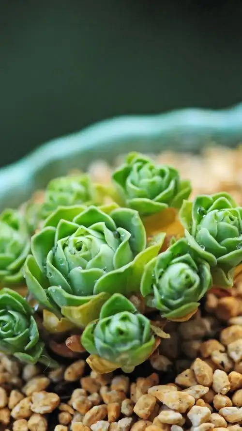 粉嫩漂亮的多肉植物唯美高清手机壁纸