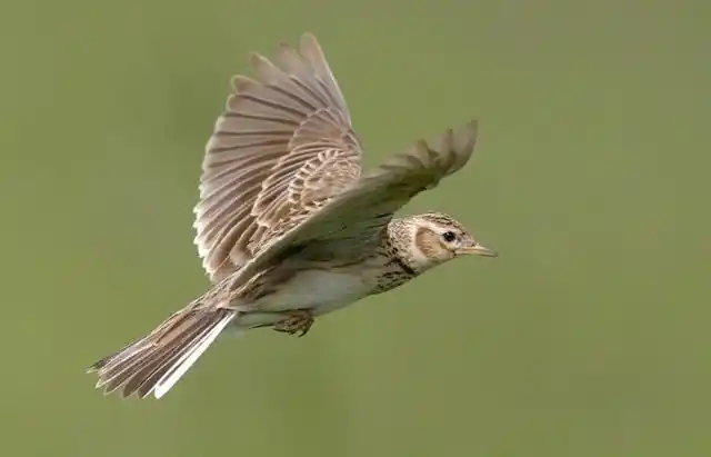声音非常的动听悦耳,它属于鸟纲雀形目百灵科,是属于草原性鸟类