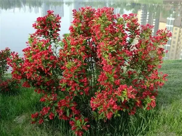 6种适合北方种植的耐荫花灌木树种_银木