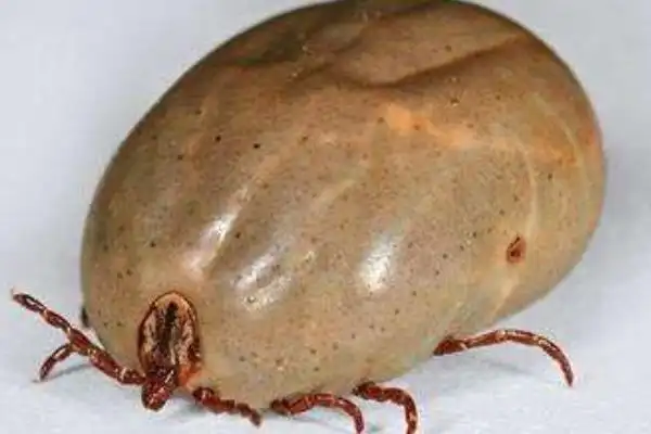 牛蜱虫怎么消灭干净附牛蜱虫的种类