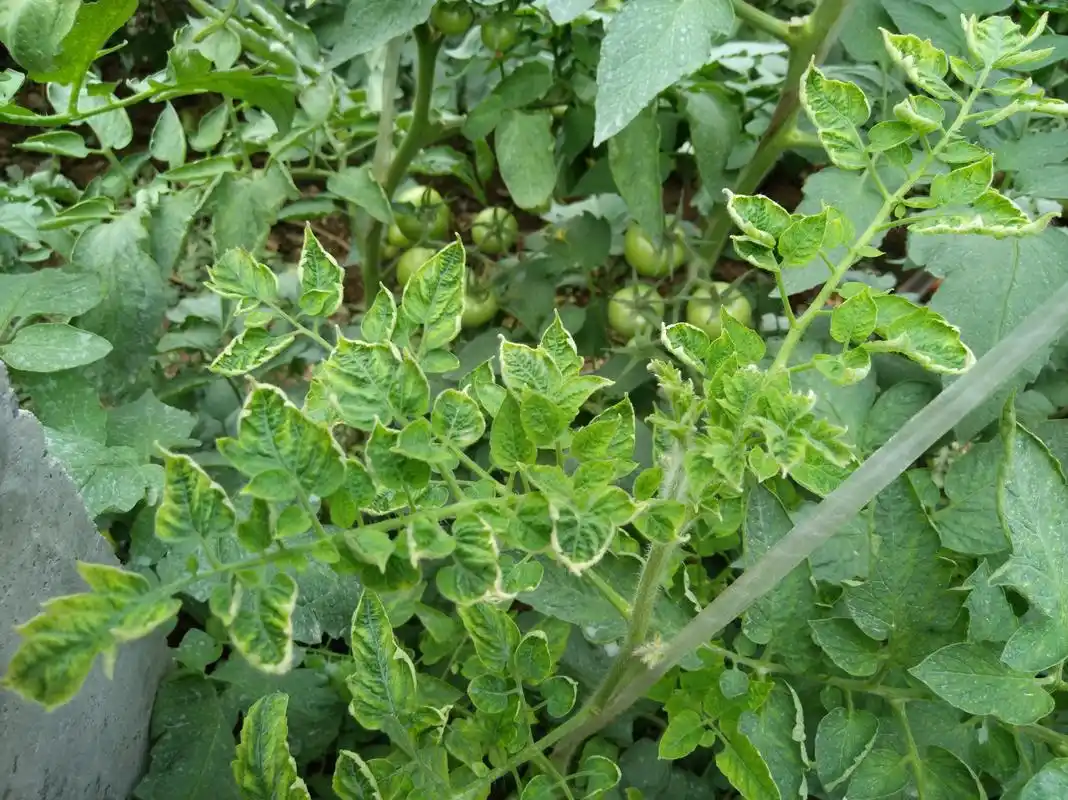 番茄黄化曲叶病毒,一次说清楚