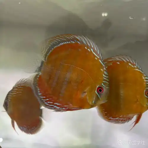 野生七彩神仙鱼