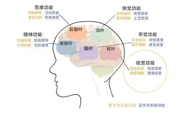 大脑功能区分布图@羽番绘制
