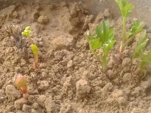 牡丹幼苗已经成长了,粉色牡丹花盛开了