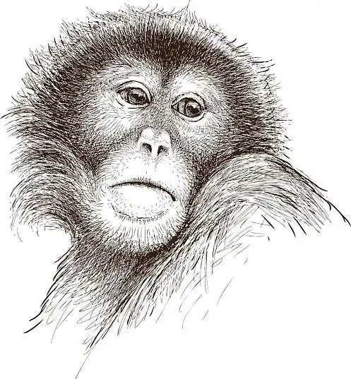 悲伤,猴子,绘画,头像_高清图片_全景视觉