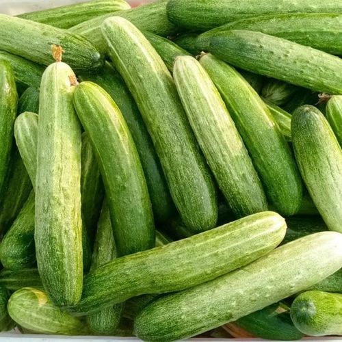 四川新鲜黄瓜老品种农家自种土黄瓜生吃凉拌旱黄瓜本地非水果黄瓜