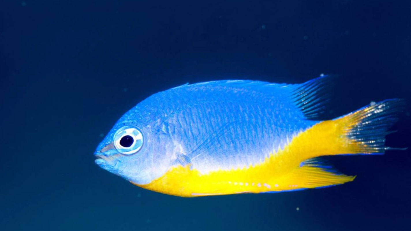 雀鲷鱼喂养指南,活泼好动的小型观赏鱼