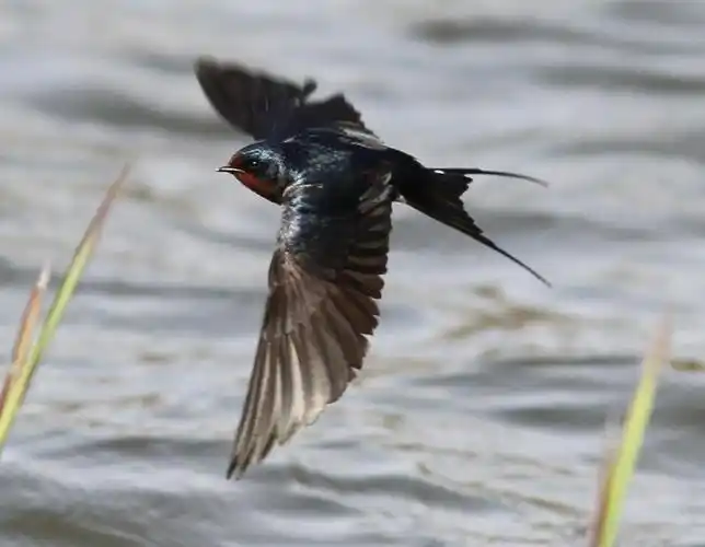0115燕南飞 作者:紫竹心 朗诵:杨克毅
