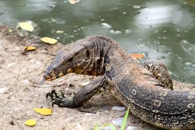 五爪金龙又名圆鼻巨蜥数量少是因为被拿去做包了吗