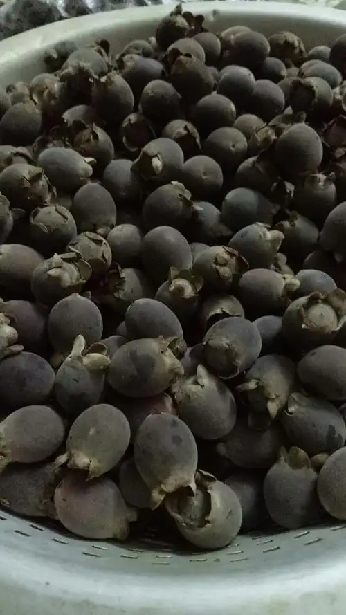 成熟的稔子果比水果店里的所有水果,都好吃,甜蜜蜜