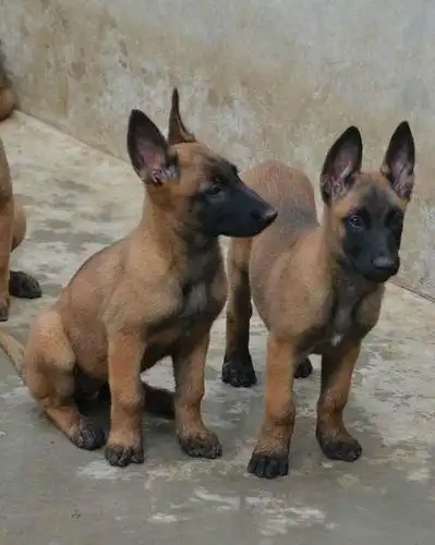 武义县哪里有马犬 武义马犬 买马犬