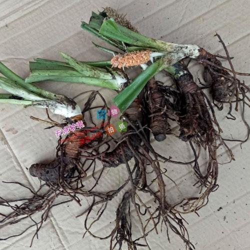 现挖开口箭苗 新鲜开口箭 包谷七 绿植常绿植物竹根七20元2株--爱鉴花