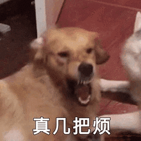 真几把烦狗子怒吼狗子怒吼几把表情