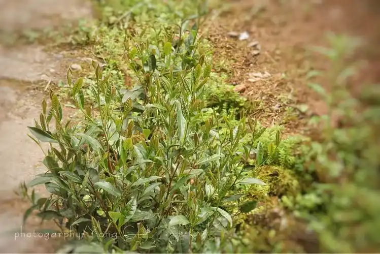 不明词意怎言懂茶