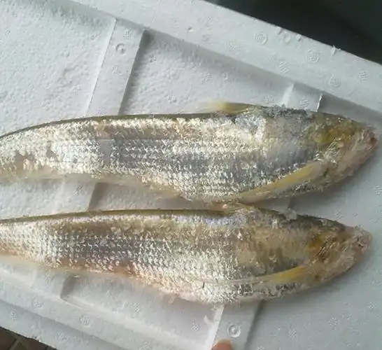 水产批发 毛*鱼 冻*鱼 *鱼段直销专卖
