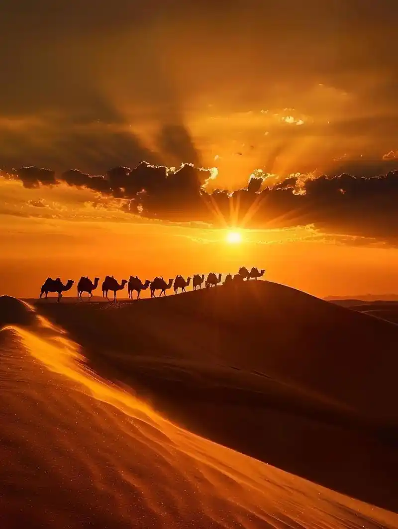 图文伙伴计划2024夕阳如血,染黄了无垠的沙漠.骆驼队在金 - 抖音