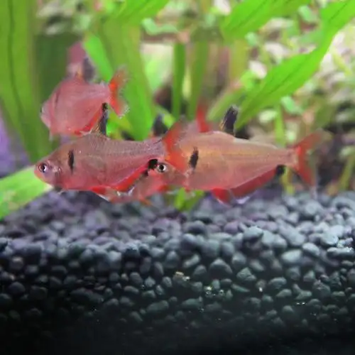 玫瑰扯旗灯鱼鱼之一帆风顺红鳍热带观赏鱼活体鱼