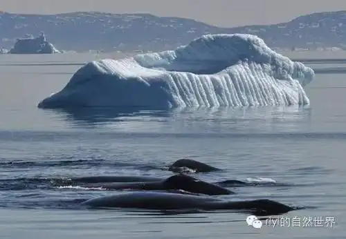rlyl物种说今日弓头鲸bowheadwhale