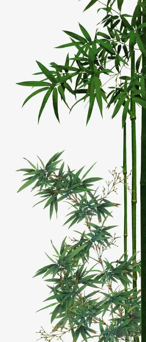 绿色竹子图片