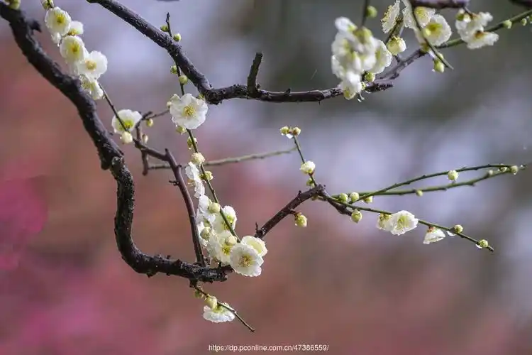 【雨中梅花美姿摄影图片】生活摄影_太平洋电脑网摄影部落
