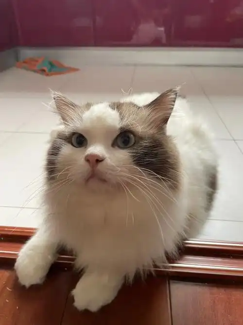 品相非常好的两只自家养蓝双布偶,图1-5为3岁母猫已绝育,图 - 抖音