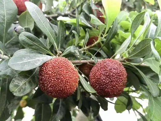 临海试种巨无霸杨梅价格秒杀东魁