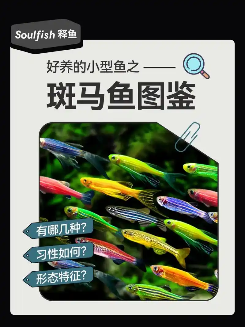 颜色种类都超多的斑马鱼!快来了解一下～.