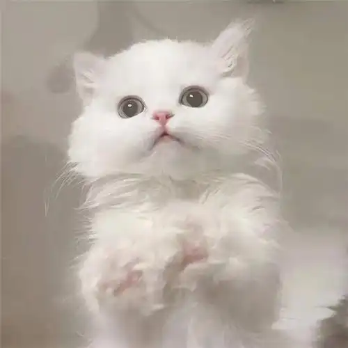 干净唯美可爱萌猫咪治愈系头像图片_动物头像_头像屋