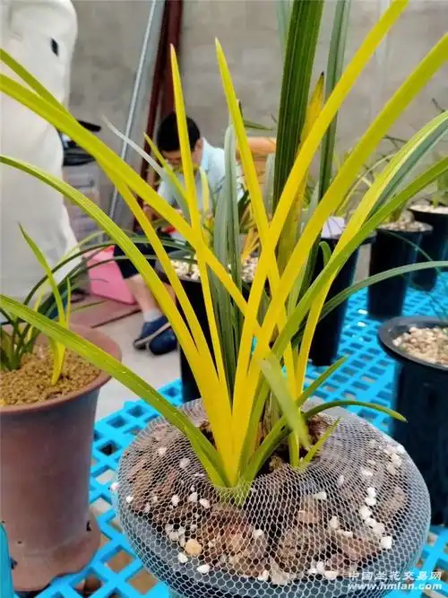 闲话蕙兰黄草-蕙兰篇-中国兰花交易网社区
