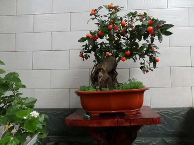 珊瑚樱有毒为什么还有那么多人在养