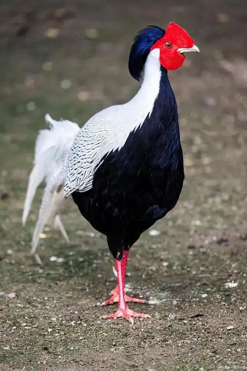 白鹇在我国是一种很名贵的观赏鸟,因为自身的翎毛华丽,体色洁白,声音
