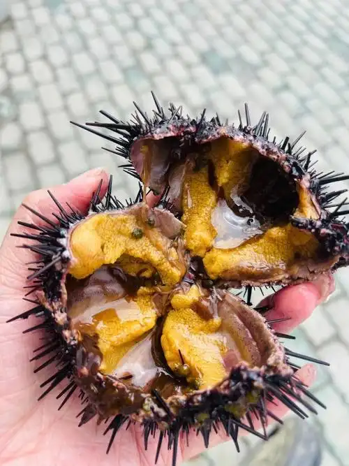 海胆正当时