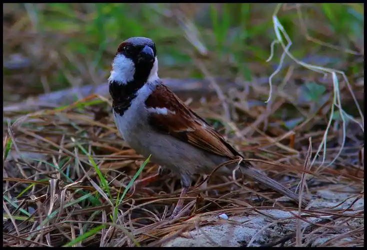 一对雌雄家麻雀