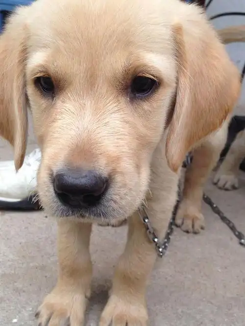 杂交的拉布拉多图片