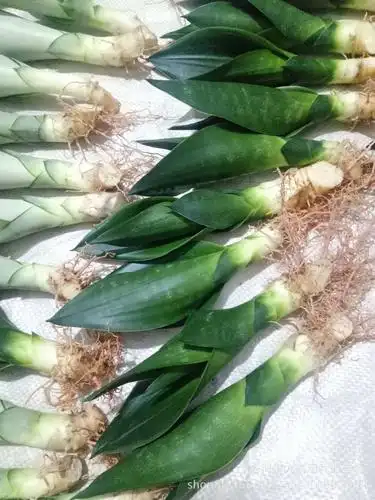 宏叶花卉黑钻黑金刚虎皮兰批发 室内防辐射景观盆栽多肉沙生植物