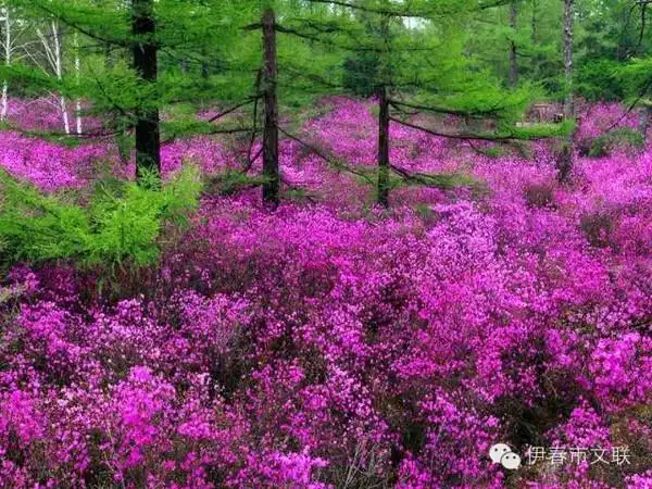 阅读小兴安岭的春天