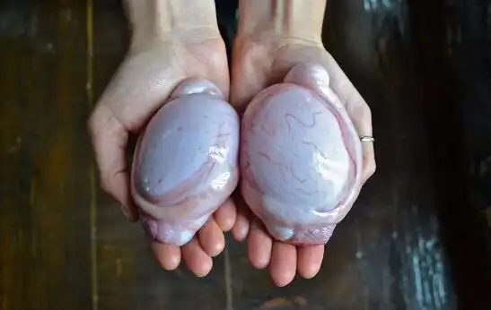 2020-12-13牛睾丸河北廊坊市大厂回族自治县17.