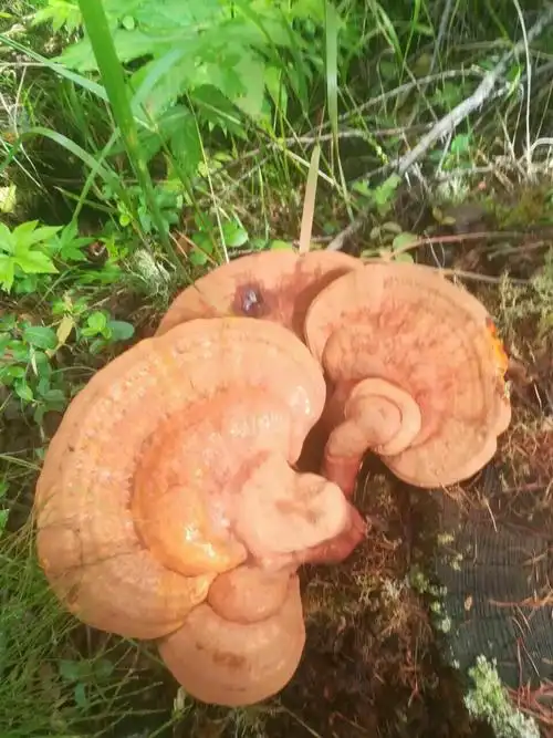 大兴安岭的一场大火后 采伐了大片被烧毁的树林 留下的树根却给野生