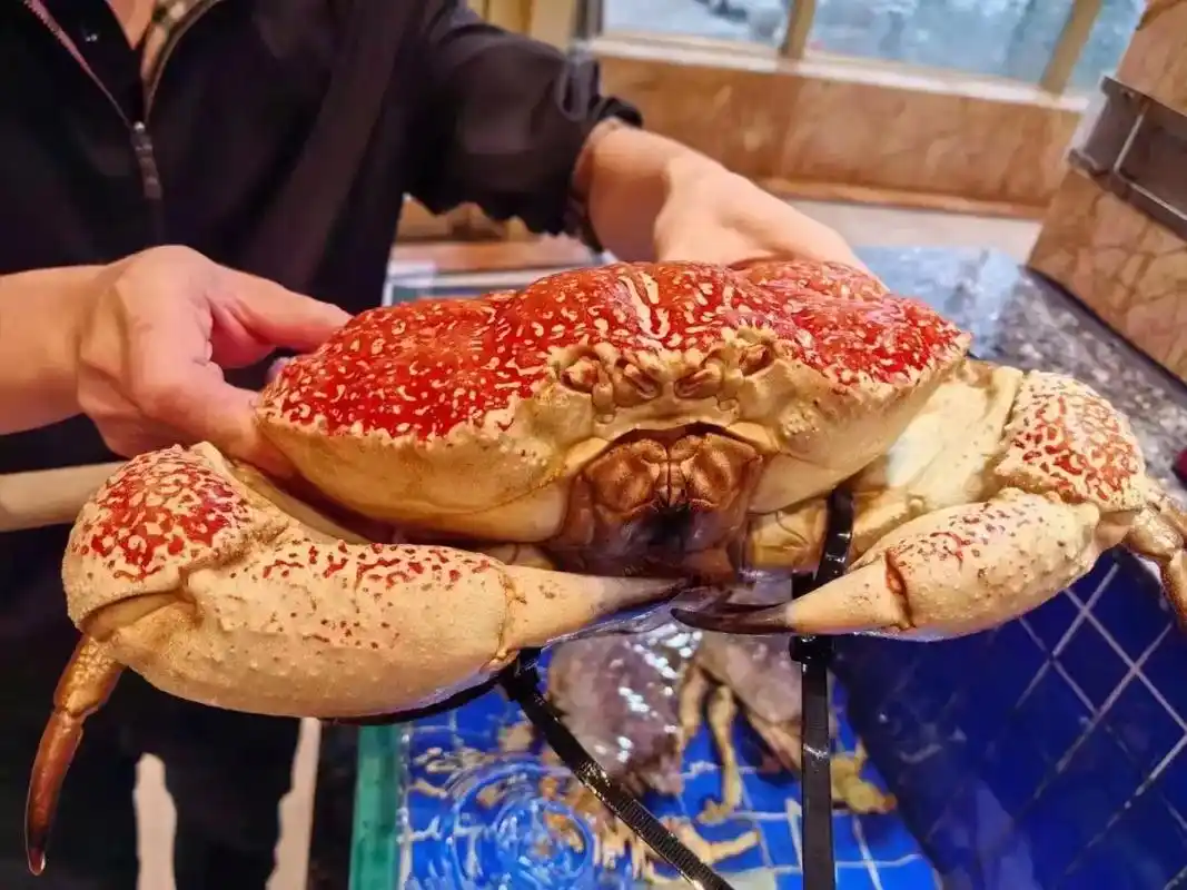 重磅推荐:皇帝蟹"蟹中之皇"多高多肉,一蟹四吃皇帝蟹学名: - 抖音