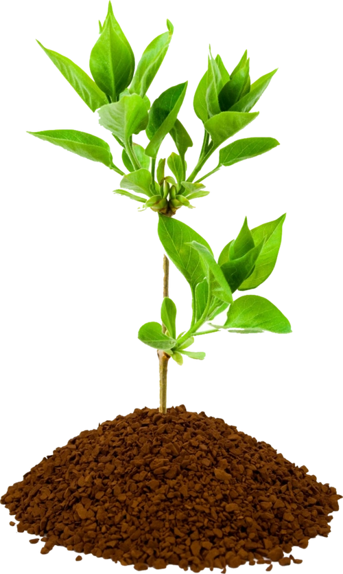 茁壮成长的小树苗png免抠素材树