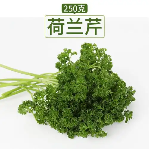 壹香 荷兰芹250g 新鲜法国香芹西餐香料摆盘装饰 任搭5件顺丰包邮