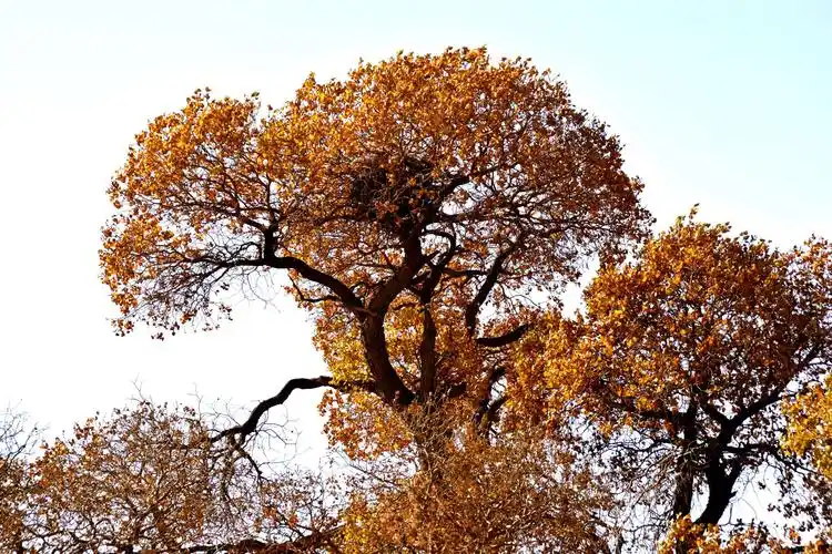 2019年10月13日探寻乌兰布和沙漠千年胡杨树