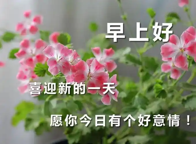 星期五早上好问候语动态图片大全早上好祝福语阳光图片带字