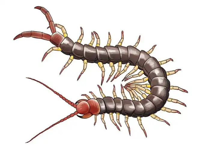 板绘动物科普小插图