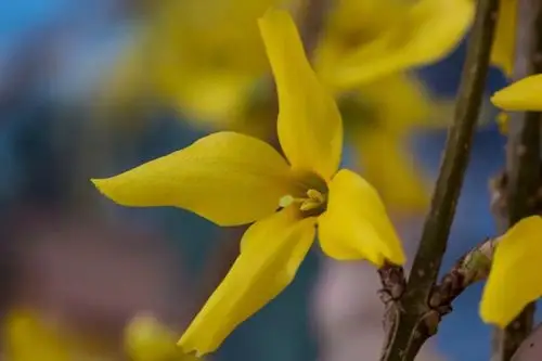 我建议你带把刀_金钟花