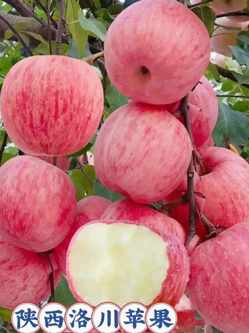 陕西洛川苹果