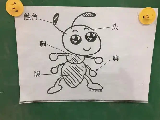 孟桃班11月精彩回顾 一蚂蚁的秘密