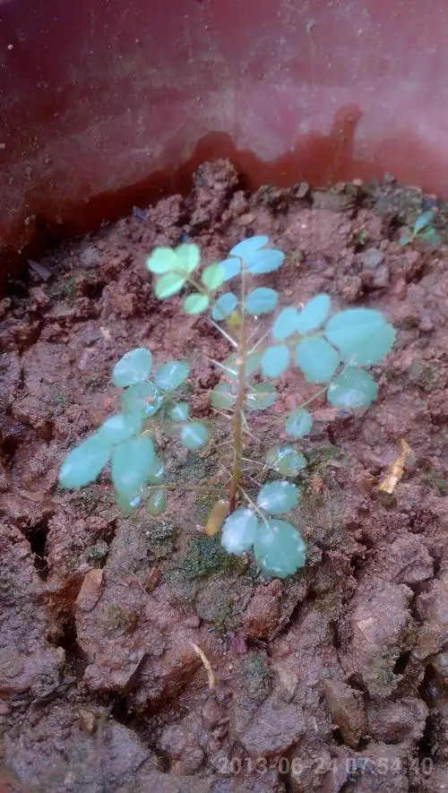 我种的玫瑰长出的幼苗为什么会有黄叶?