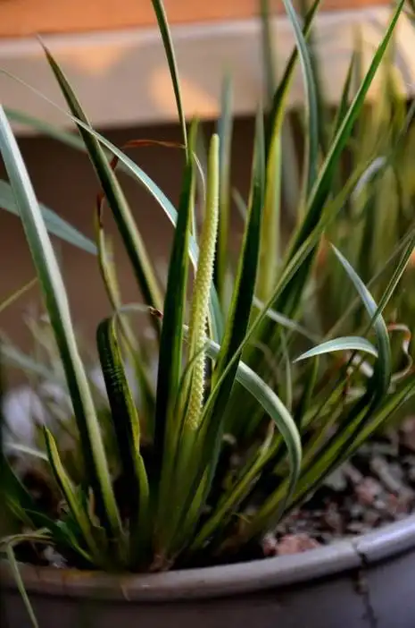 金钱菖蒲品种鉴别/及侍养方法.