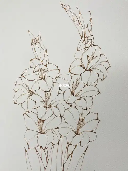 钢笔淡彩线稿剑兰